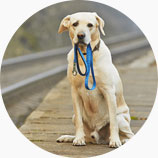 Cloud storage of pet info, let lost pets back soon Cloud storage of pet info, let lost pets back soon