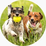 Safer for pet dogs & cats of NFC Identification Safer for pet dogs & cats of NFC Identification