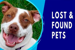 NFC Tag helps Found Lost PET NFC Tag helps Found Lost PET