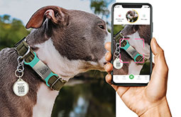 Metal QR code Dog Tag Pet Tags scanned by smartphone Metal QR code Dog Tag Pet Tags scanned by smartphone