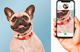 QR code scannable epoxy NFC & QR code pet tag RS-PT015 QR code scannable epoxy NFC & QR code pet tag RS-PT015
