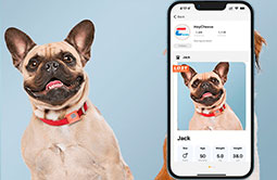 Quick Access Epoxy NFC and QR Code Pet Tag RS-PT015 Quick Access Epoxy NFC and QR Code Pet Tag RS-PT015